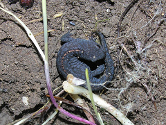 Ichthyosaura alpestris alpestris
