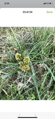 Cyperus entrerianus