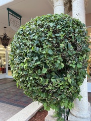 Ficus benjamina