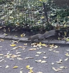 Sciurus carolinensis