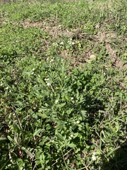 Parthenium hysterophorus