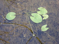Nymphaea