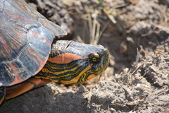 Trachemys dorbigni