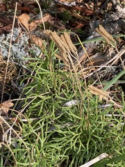 Diphasiastrum complanatum