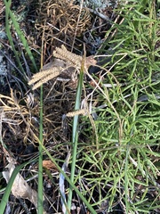 Diphasiastrum complanatum