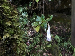 Lysionotus pauciflorus