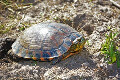 Trachemys dorbigni