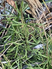 Diphasiastrum complanatum