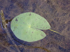 Nymphaea