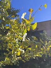 Ginkgo