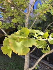 Ginkgo