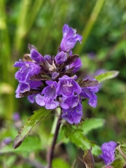 Dracocephalum moldavica