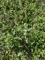 Parthenium hysterophorus