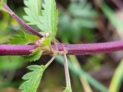 Dracocephalum moldavica