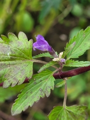 Dracocephalum moldavica