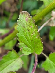 Dracocephalum moldavica