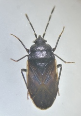 Drymus sylvaticus