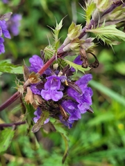 Dracocephalum moldavica