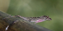 Anolis uniformis
