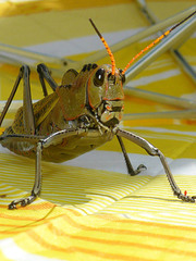 Taeniopoda gutturosa