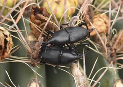 Cactophagus spinolae