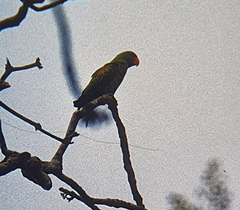 Tanygnathus lucionensis