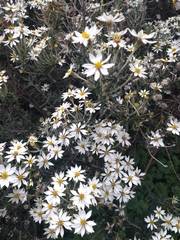 Chiliotrichum diffusum