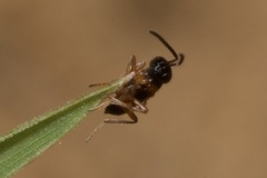 Encyrtidae
