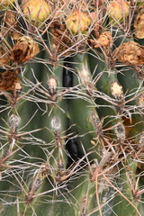 Cactophagus spinolae