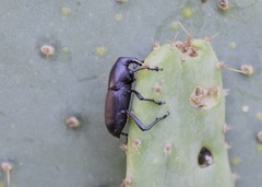 Cactophagus spinolae