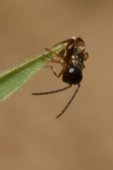 Encyrtidae