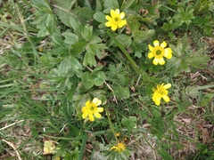 Ranunculus peduncularis