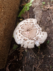 Chlorophyllum rhacodes
