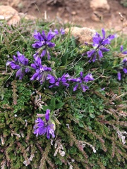 Polygala vulgaris