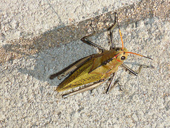 Taeniopoda gutturosa