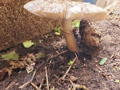 Chlorophyllum rhacodes