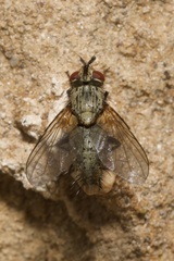 Macquartia grisea