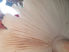 Chlorophyllum rhacodes