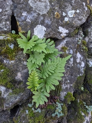Polypodium cambricum