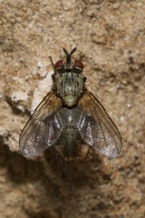Macquartia grisea
