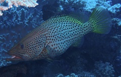 Anyperodon leucogrammicus