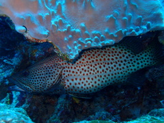 Anyperodon leucogrammicus