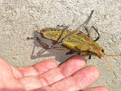 Taeniopoda gutturosa