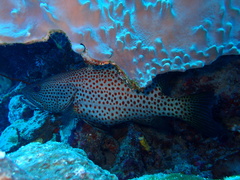 Anyperodon leucogrammicus