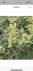 Cyperus odoratus