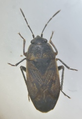 Trapezonotus