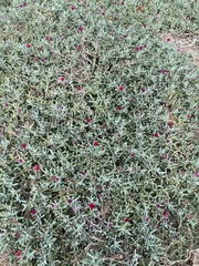 Malephora crocea