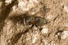 Macquartia grisea