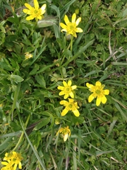 Ranunculus peduncularis