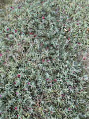 Malephora crocea